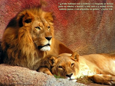 leao de juda